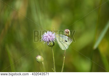 Cabbage White Butterfly On Creeping Thistle In Bloom Closeup View Of