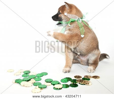 Cachorro de día de San Patricio codiciosos
