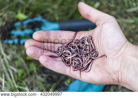 Breeding Red Worms Dendrobena. Fertile Soil. Natural Soil Improvement. Fishing Worms
