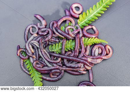 Breeding Red Worms Dendrobena. Fertile Soil. Natural Soil Improvement. Fishing Worms