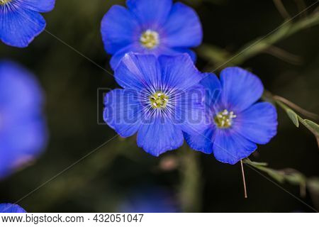 Bright Delicate Blue Flower Of Decorative Flax Flower And Its Shoot On Grassy Background. Agricultur