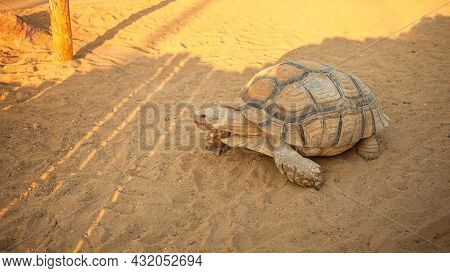 A Large Land Turtle Crawls On The Sand, Slowly. Top View