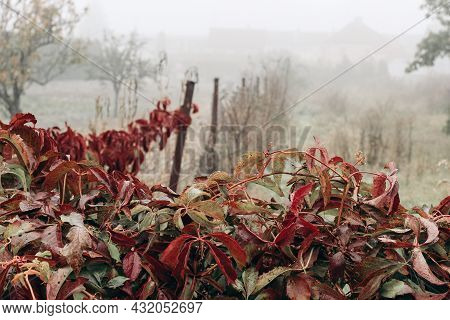 Garden In Autumn. Red Leaves Of Virginia Creeper, Parthenocissus Quinquefolia Plant On Fence. Decora