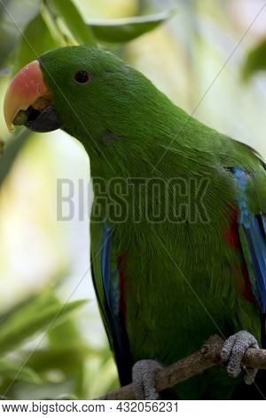 The Electus Parrot Is Perched In A Tree