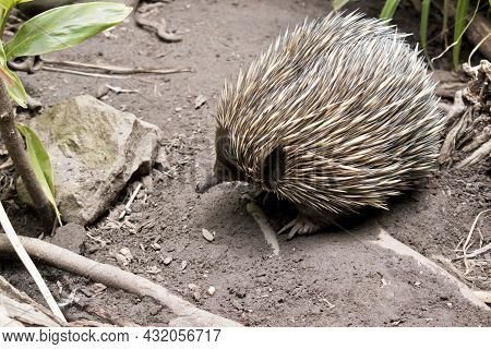 The Echidna Has A Long Pointed Nose That He Uses To Sniff Out Ants