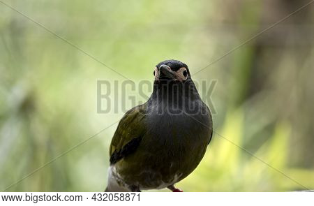 The Figbird Is Resting On A Tree Branch