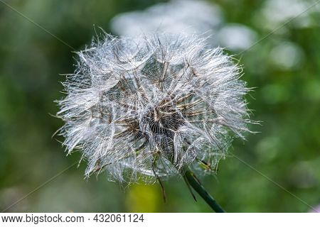 Goatgrass A Large Dandelion From The East On A Green Background
