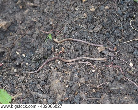 Earthworm Earthworms Crawling On The Ground Can Move Through Soil Underground Move Longer Distances 