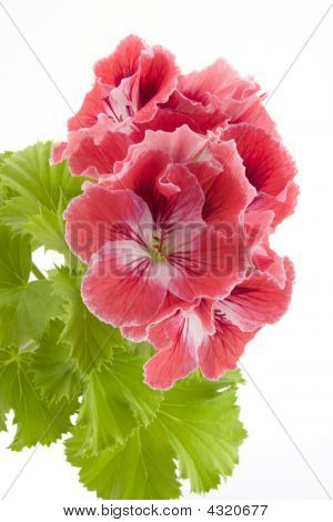 Pelargonium
