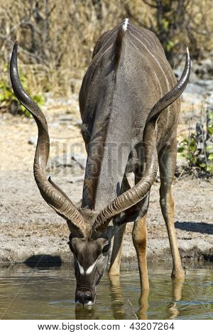 Kudu Trinking