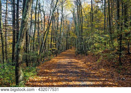 A Carpet Of Autumn Leaves On This Hiking Trail In Lake Minnewaska State Park And Preserve In Ulster 