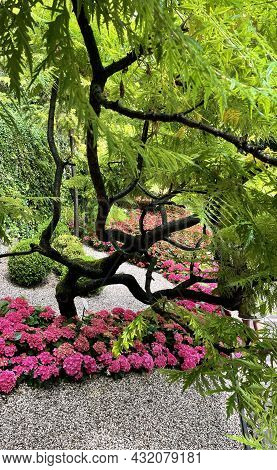 Tree In A Botanical Garden At Lake Garda In Italy In Summer