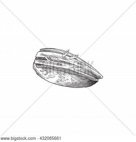 Sushi For Nigiri Sushi Japanese Dish, Sketch Vector Illustration Isolated.