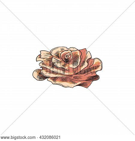Marinated Ginger Slices In Shape Of Flower, Vector Illustration Isolated.