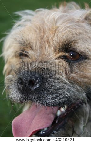 Border terrier boldog