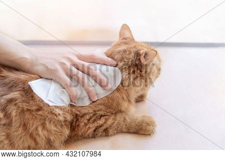 Woman Use A Cleaning Cloth Wipe A Cat\'s Fur Bathe Ginger Cat Dry Cleaning For Animal