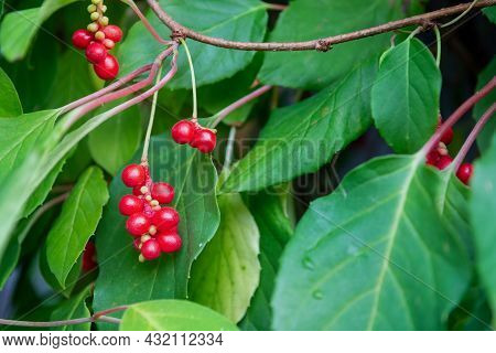Chinese Magnolia Vine, Schisandra Chinensis. The Concept Of Natural Substances For Health Promotion.