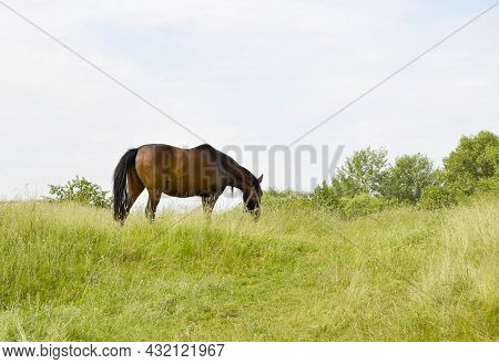 Beautiful Wild Brown Horse Stallion On Summer Flower Meadow