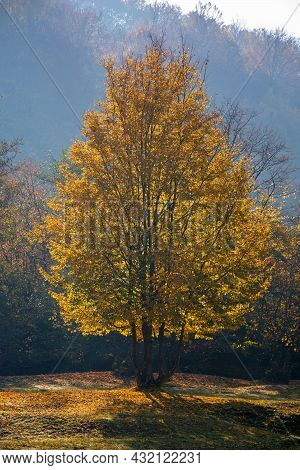 Tree In Golden Fall Foliage On The Meadow. Beautiful Nature Scenenry In Morning Light