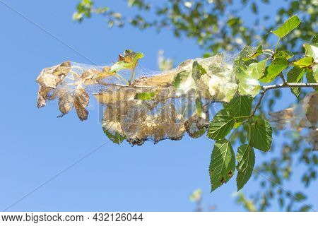 A Fruit Tree Attacked By The Caterpillar Insect. Pests Everywhere Concept. Blue Sky Background