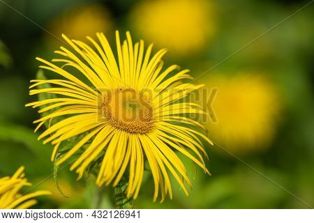 Inula Helenium Flower