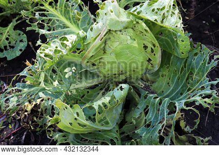 Сabbage Growing In The Garden. Сabbage Leaves Eaten By Aphids, Bugs, Caterpillars, Snails Or Other P