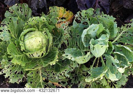 Сabbage Growing In The Garden. Сabbage Leaves Eaten By Aphids, Bugs, Snails Or Other Pests