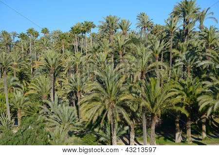 Palmeral Elche, Spanien, den mest sydlige palmelund i Europa
