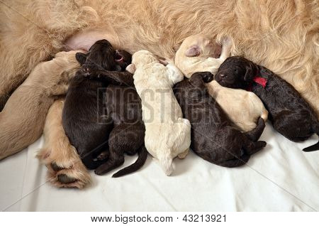 Krmení mláďat Labradoodle