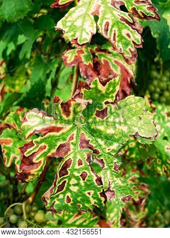 Mildew Parasite Infected Vines Plants. Leaves Affected By Disease. The Grapevine Is Exposed To Envir