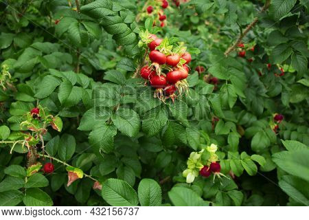 Large Rose Hips. Rosa Acicularis Bush With Large, Useful Red Fruits.