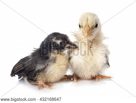 Young Chick In Front Of White Background