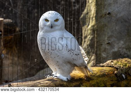 The Snowy Owl, Bubo Scandiacus Is A Large, White Owl Of The Typical Owl Family. Snowy Owls Are Nativ