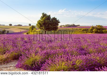 Beautiful Blooming Purple Lavender Fields Near Valensole In Provence, France. Typical Traditonal Pro