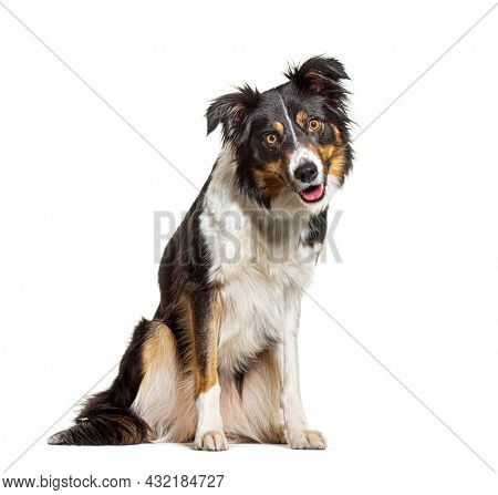 Portrait Tri-color border collie dog sitting, panting and looking at the camera, isolated on white