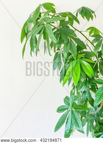 Empty white wall moke up , copy space, with green plant, Malabar chestnut, Pachira aquatica,