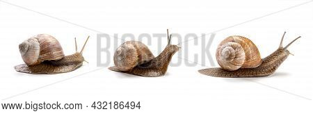 Garden Snail Isolated On A White Background