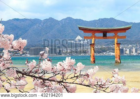 Floating Torii gate (O-Torii) and branch of the blossoming sakura with white flowers, Itsukushima Shrine, sacred Miyajima island, Hiroshima, Japan. UNESCO world heritage site