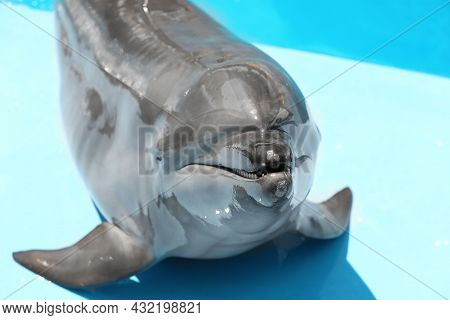 Cute Grey Dolphin At Poolside On Sunny Day, Closeup