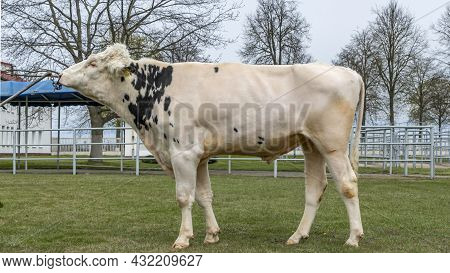 Bull-producer In The Show Rack. Images For The Agricultural Catalog. Production Of Sperm For Insemin