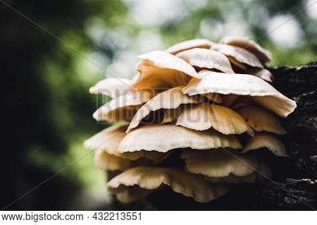 White Oyster Mushrooms Growing On A Decaying Log In A Forest