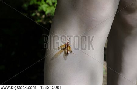 A Large Mosquito Is Sitting On The Girls Leg .culex Modestus Is One Of The Most Common Types Of Mosq