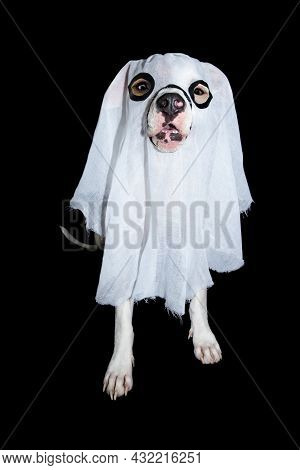 Funny American Staffordshire Celebrating Halloween Or Canival Wearing Diy Ghost Costume. Isolated On