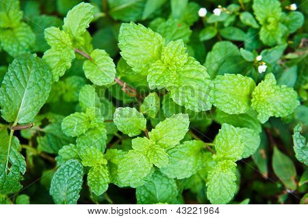 Metha cordifolia Opiz