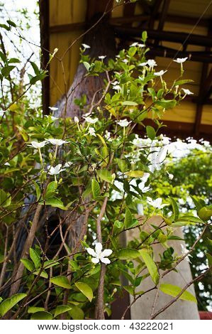 Jasminum Auriculatum