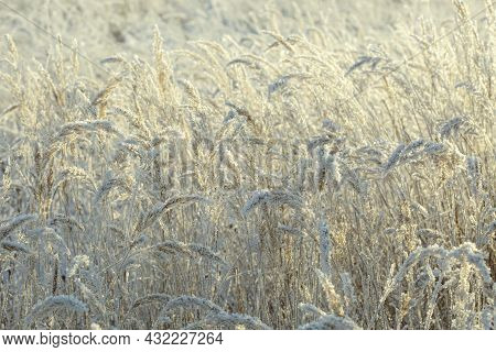 Iced Old Dry Grass Covered With Frozen Condenced Water Vapour
