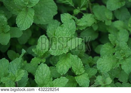 Peppermint Plant Grow At Vegetable Garden. Fresh Peppermint Trees In Organig Garden.