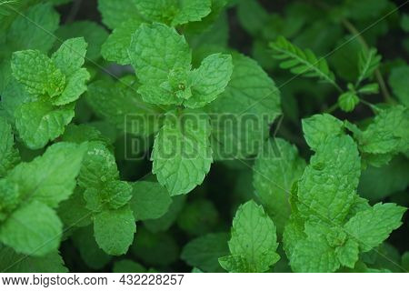 Peppermint Plant Grow At Vegetable Garden. Fresh Peppermint Trees In Organig Garden.
