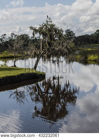 Florida Live Oak Tree With Hanging Spanish Moss  Reflecting In A Wetland Stream As A Little Blue Her