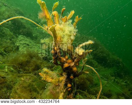 Closeup Of Fucus Vesiculosus, Common Names Bladderwrack, Black Tang, Rockweed, Bladder Fucus, Sea Oa